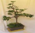 limoncitong kastila ، Triphasia